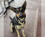 Small #2 German Shepherd Dog Mix