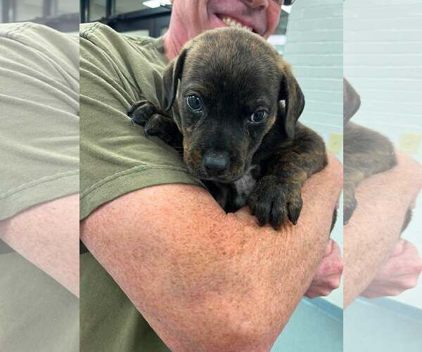 Medium Photo #2 Rottweiler-Unknown Mix Puppy For Sale in Sheboygan, WI, USA