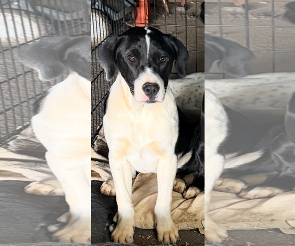 Medium Photo #3 Dalmatian-Unknown Mix Puppy For Sale in NYC, NY, USA