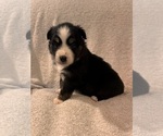 Puppy Bohdi Australian Shepherd
