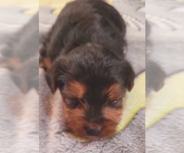 Medium Photo #282 Yorkshire Terrier Puppy For Sale in AKRON, OH, USA