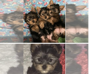 Yorkshire Terrier Puppy for Sale in ENID, Oklahoma USA