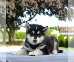 Alaskan Malamute Puppy for sale in GAP, PA, USA