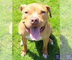 Small #9 American Pit Bull Terrier Mix