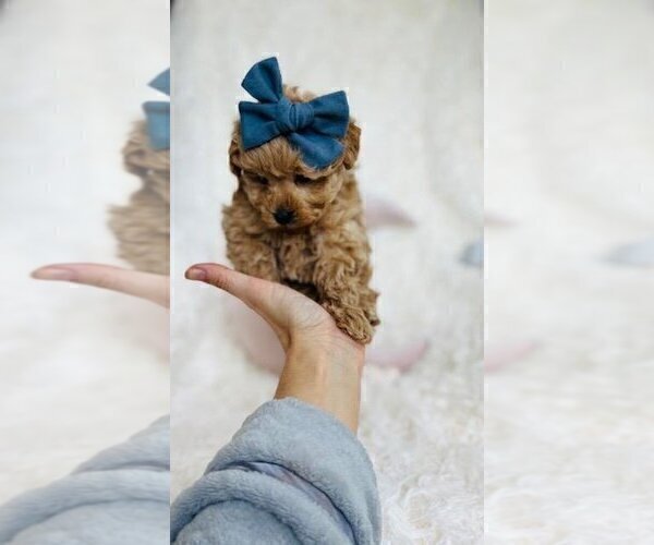 Medium Photo #28 Poodle (Toy) Puppy For Sale in WEST PALM BEACH, FL, USA