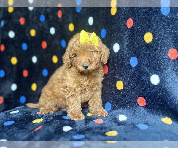 Medium Photo #6 Goldendoodle (Miniature) Puppy For Sale in LAKELAND, FL, USA