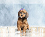 Small #4 Cockapoo