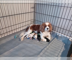 Mother of the Cavalier King Charles Spaniel puppies born on 01/23/2026