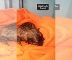 Small #2 Poodle (Toy)