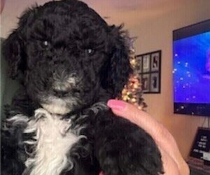 Poodle (Standard) Puppy for sale in SELLERSBURG, IN, USA