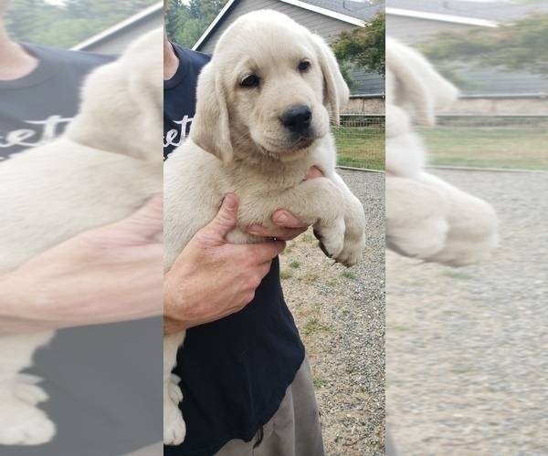 Medium Photo #7 Labrador Retriever Puppy For Sale in OLYMPIA, WA, USA