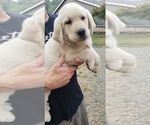 Small #6 Labrador Retriever