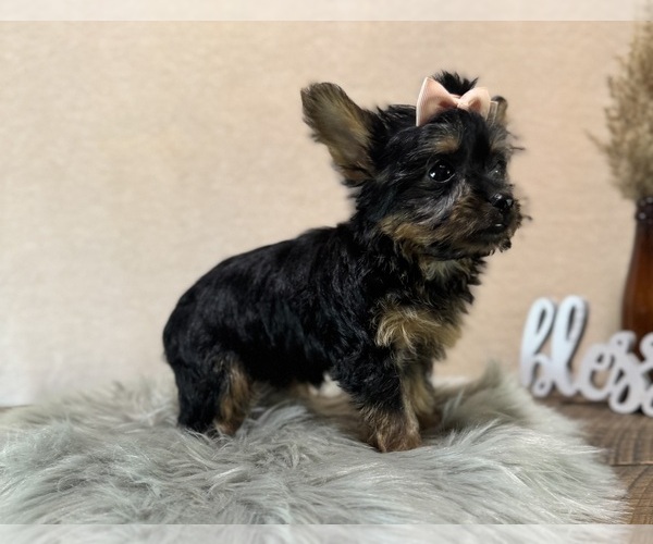 Medium Photo #9 YorkiePoo Puppy For Sale in NAPPANEE, IN, USA