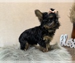 Small #8 YorkiePoo
