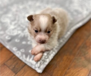 Pomeranian Puppy for sale in CARL JUNCTION, MO, USA