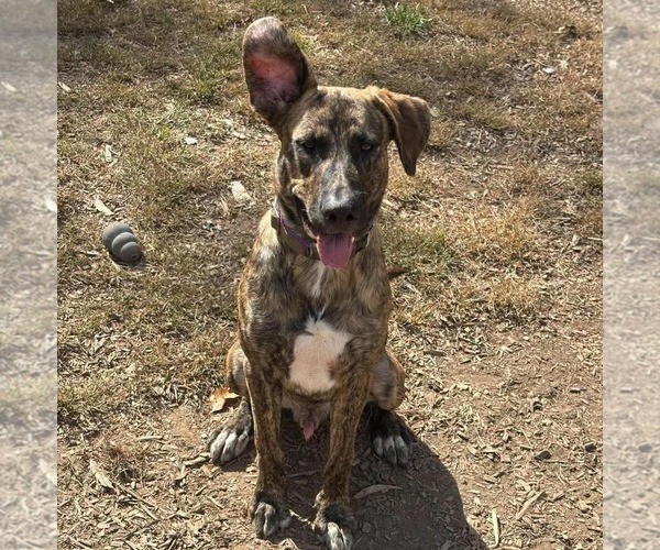 Medium Photo #2 Great Dane-Unknown Mix Puppy For Sale in Rustburg, VA, USA