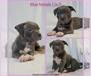American Bully Puppy for sale in MABELVALE, AR, USA