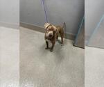 Small Basset Hound Mix
