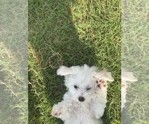 Bichon Frise Puppy for Sale in PELZER, South Carolina USA
