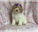 Small #11 Poodle (Miniature)