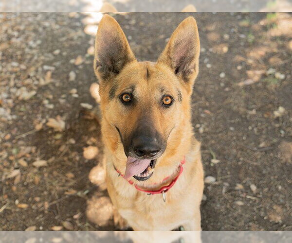 Medium Photo #3 German Shepherd Dog Puppy For Sale in Martinez, CA, USA