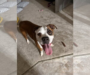 Boxer Dogs for adoption in Woodbury, MN, USA