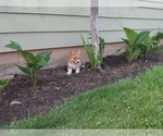 Puppy Take 5 Pembroke Welsh Corgi