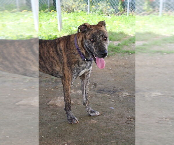Medium Photo #4 Labrador Retriever-Whippet Mix Puppy For Sale in Evansville, IN, USA