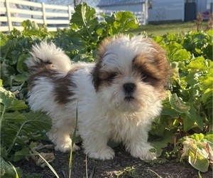 Shih Tzu Puppy for sale in TOPEKA, IN, USA