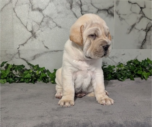 Medium Photo #4 Cocker-Pei Puppy For Sale in GOSHEN, IN, USA