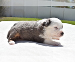 Small Photo #5 Miniature Australian Shepherd Puppy For Sale in PALM COAST, FL, USA