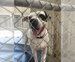 Small #1 American Pit Bull Terrier Mix