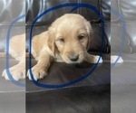 Puppy Bailey Golden Retriever