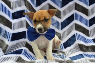 Jack Russell Terrier Puppy for sale in HONEY BROOK, PA, USA