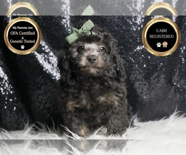 Medium Photo #52 Poodle (Toy) Puppy For Sale in WARSAW, IN, USA