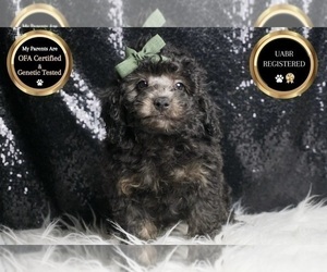 Medium Poodle (Toy)