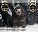 Puppy panther AKC Poodle (Toy)