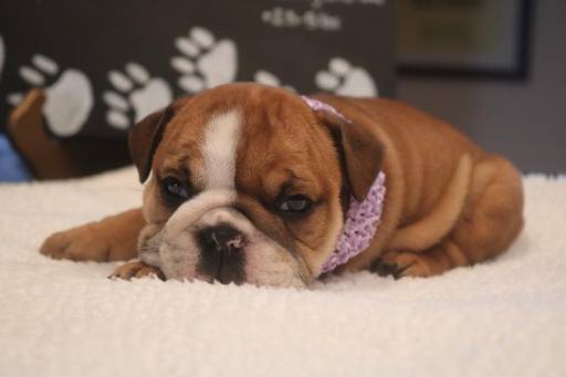 Medium Photo #1 English Bulldog Puppy For Sale in WAVERLY, KS, USA