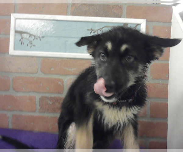 Medium Photo #1 German Shepherd Dog Puppy For Sale in Kankakee, IL, USA