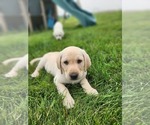 Puppy Oscar Labrador Retriever