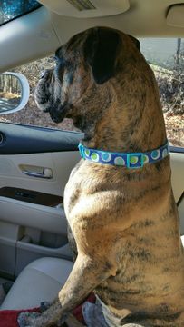 Medium Photo #11 Boxer Puppy For Sale in GRAYSON, GA, USA
