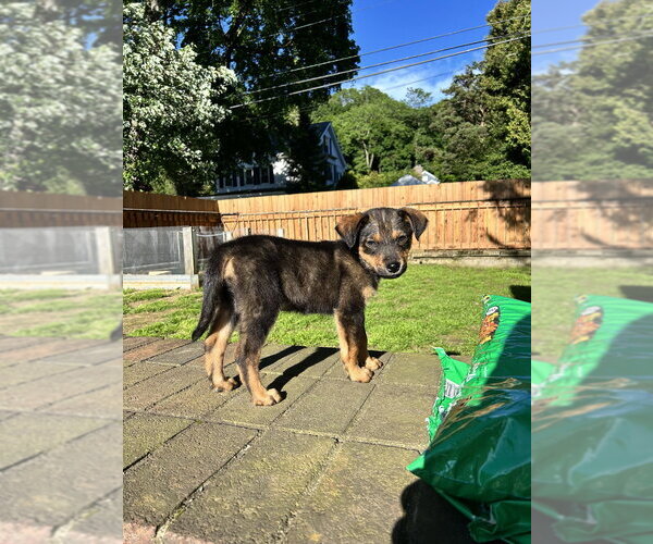 Medium Photo #4 German Shepherd Dog-Unknown Mix Puppy For Sale in Brewster, NY, USA