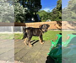 Small #3 German Shepherd Dog Mix