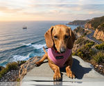 Small #1 Dachshund