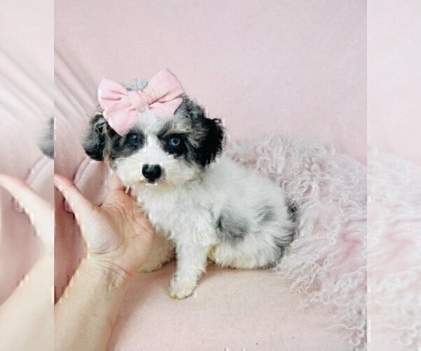 Medium Photo #25 Poodle (Toy) Puppy For Sale in BELLAIRE, TX, USA