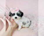 Small Photo #25 Poodle (Toy) Puppy For Sale in BELLAIRE, TX, USA