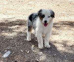 Small #2 Australian Shepherd