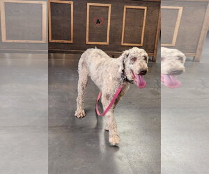 Journey - Female Labradoodle Dog for Adoption - Photo #4