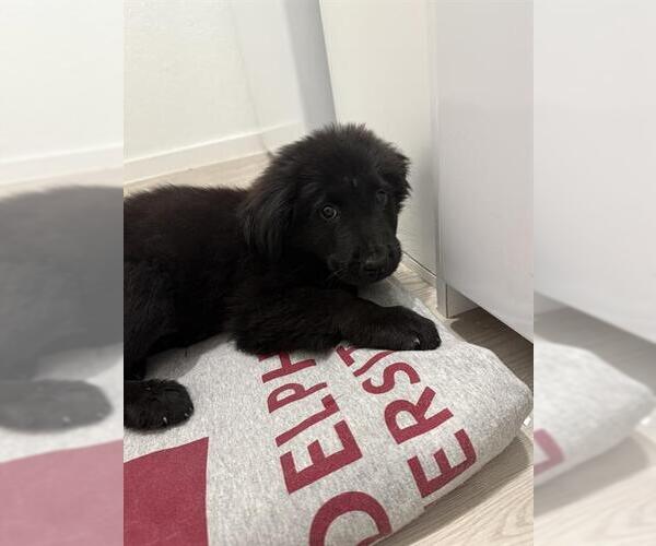 Medium Photo #1 Labrador Retriever-Unknown Mix Puppy For Sale in San Antonio, TX, USA