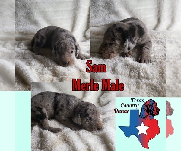 Medium Photo #2 Great Dane Puppy For Sale in SALTVILLE, VA, USA